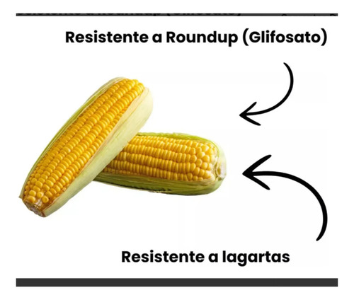 5.000 Sem. Milho Fraci Agroceres Transgênico Ag 8088 Vt Pro