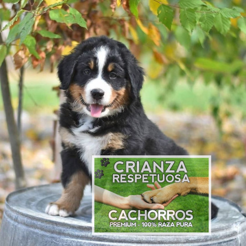 Cachorros Boyero De Berna, Machos Y Hembras Robustos, Puros