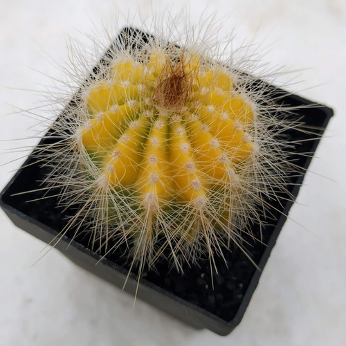 Cactus Malvin Color Amarillo X5un  Surtidas Tuna Suculenta