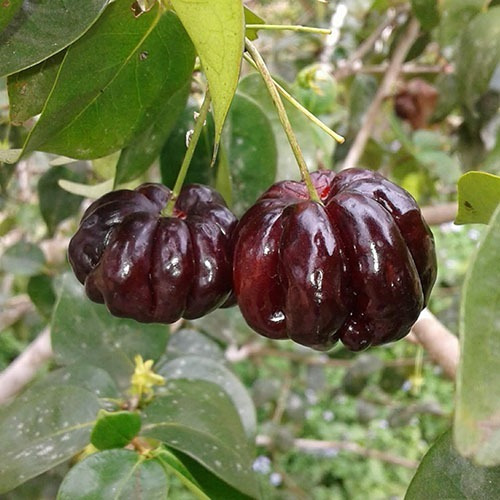 1 Arbolito De Pitanga Dulce Chocolate Cerezo De Surinam