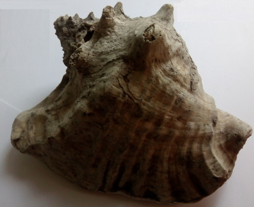 Caracol Marino Natural D Coleccion Grande Decoración Genuino (Usado)