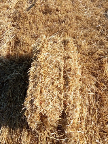 Imagen 1 de 6 de Fardos De Paja Bio Construcción Cama De Caballos Eventos