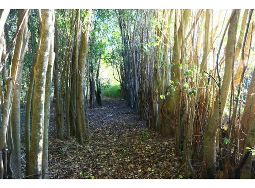 Importante Predio Sobre Ruta 11 Y Fondos Al Río Carcarañá
