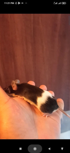 Ratones Mascota