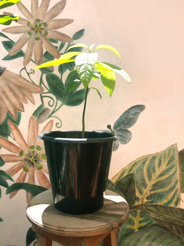Plantines Ecológicos De Palta Hass