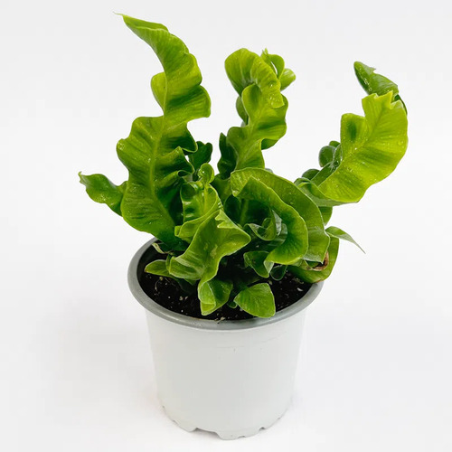 Helecho Asplenium Crispy Wave