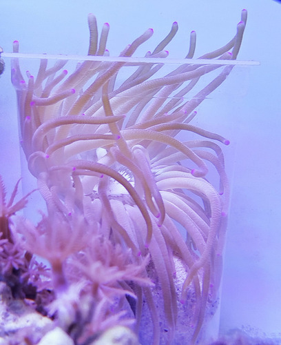 Anemona Condylactus - Condylactus Pink - Acuario Marino Reef