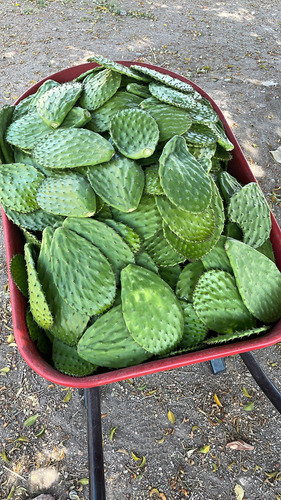 Nopal Verdura Variedad Atlixco Y Milpa Alta
