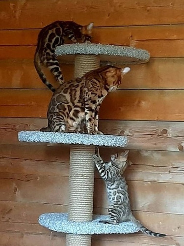 Imagen 5 de 6 de Gatito Benngali