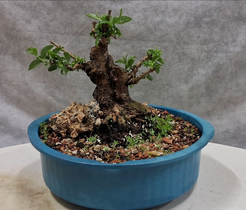 Pre Bonsai Ligustro Lucidum