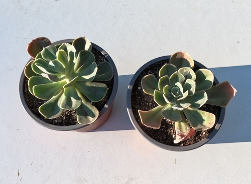 Echeveria Imbricata