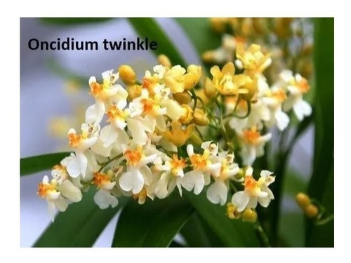 Kit Oncidium Twinkle : Amarelo, Branco E Vermelho | Parcelamento sem juros