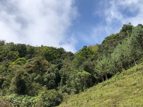 Imagen 2 de 11 de Finca Abejorral, Antioquia - Se Vende