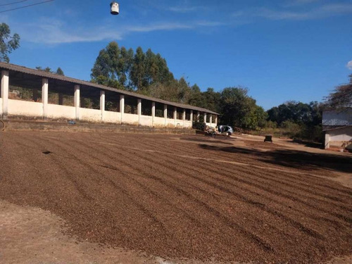 Imagem 27 de 30 de Fazenda Centenária Três Corações 170 Hectares 7.000,000,00 - 41026