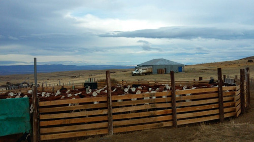 Campo Calafate Santa Cruz 10.040 Hectáreas