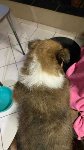Imagem 1 de 4 de Vendo Filhote Fêmea De Collie Lassie