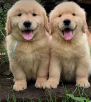Comprar Golden Retriever Con Pedigree Internacional Aekc