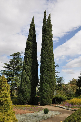 Semillas De Arbol De Plantas Raras 50+ Semillas De Cipres It