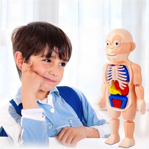 Brinquedos Educativos 3d Para Crianças Ciência Corpo Humano