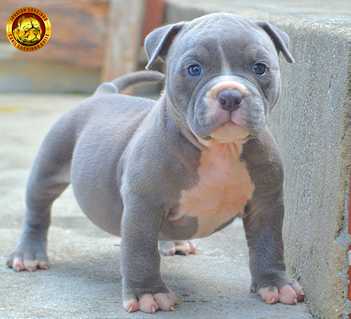 Filhote American Bully - Cinza - Olhos Azuis - Pedigree