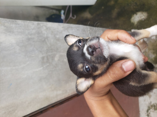 Imagen 5 de 5 de Vendo Perritos Mini Toy