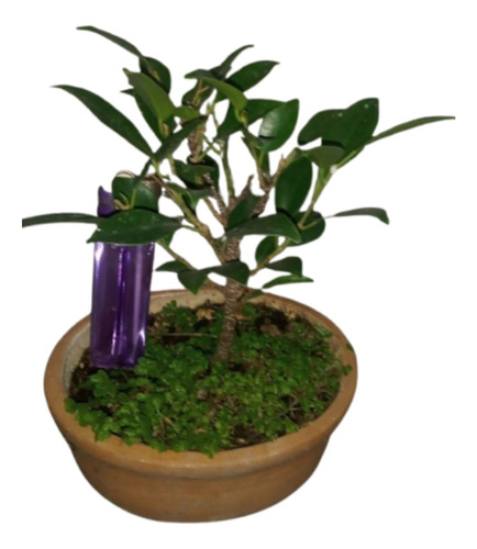 Bonsai De Ficus Tiger Bark 3 Años De Jinsei Bonsai