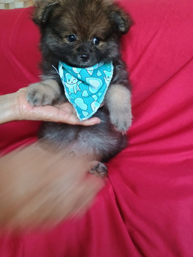 Spitz Alemão Fêmea Laranja