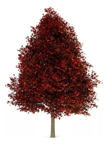 Arbol Otoñal Liquidambar 15lts