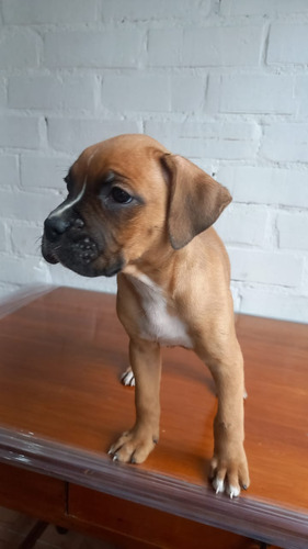 Cachorra Boxer Pura Raza Animal Pets Colombia 