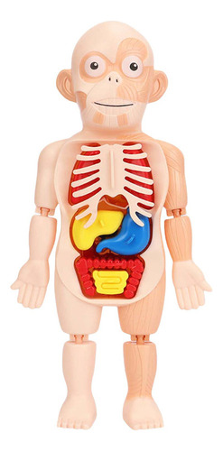 Herramienta De Enseñanza De Órganos Del Cuerpo Niños