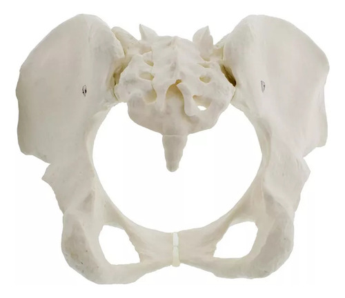 Modelo De Pelvis Femenina De Tamaño Natural.