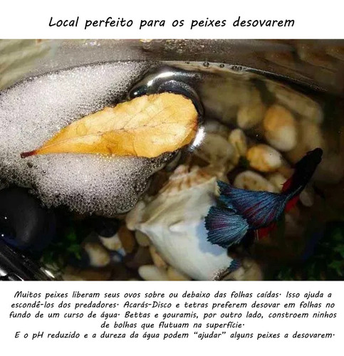75 Folhas De Castanheira Para Esconderijo De Alevinos Peixes