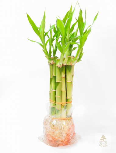Lucky Bamboo En Chile Ventas Por Mayor (lotes De 10u) . (Usado)