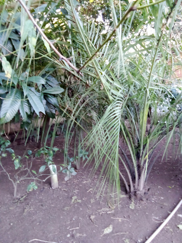 Cada Em Contrusao E Uma De Madeira Terreno 27x10 Mais Uma