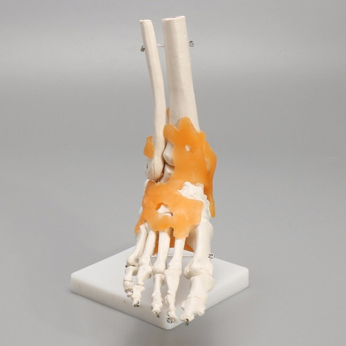 1:1 Lifesize Modelo De Esqueleto Pie Tobillo Hueso De Humano