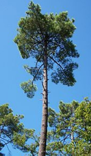 Imagen 3 de 4 de Pino Marítimo 0,80 Mt Alt Ramif Hermoso!!!