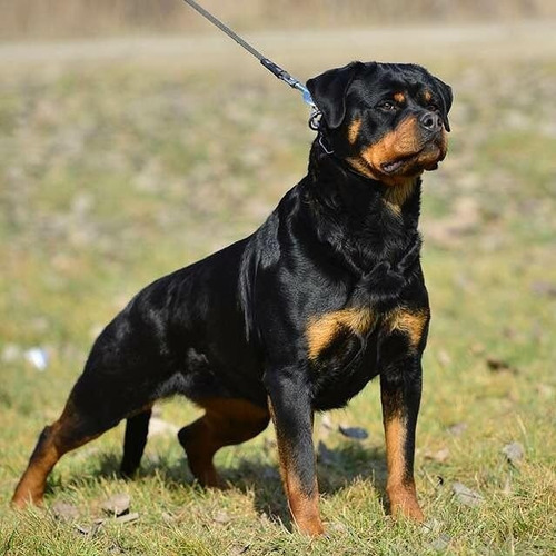 Rottweiler Filhotes (45 Dias )frete Grátis