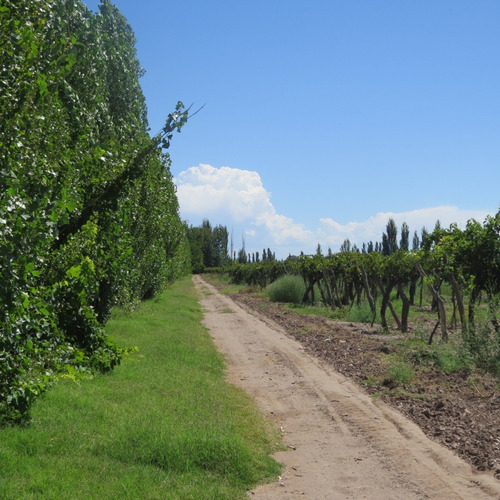 Imagen 2 de 7 de Vendo Finca 10 Ha Con Viñedos Atuel Norte-san Rafael-mendoza