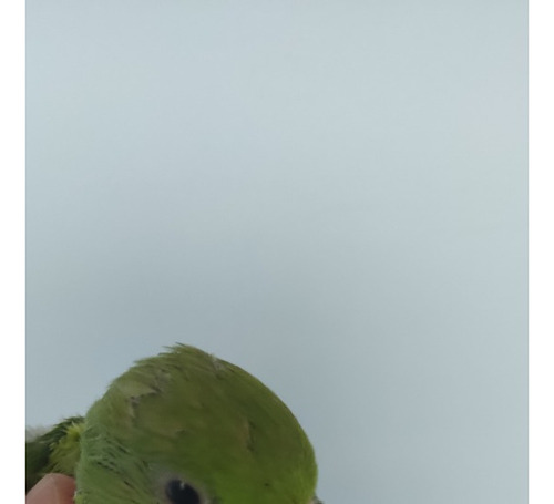 Ring Neck Verde Filhote Arisco (Usado)
