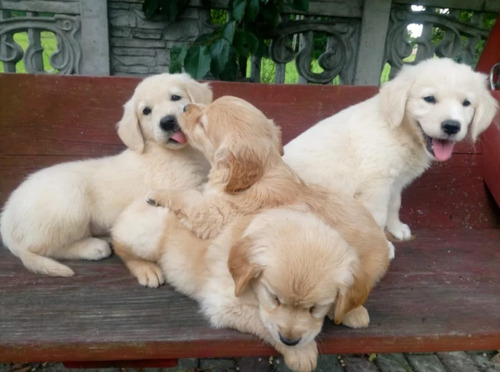 Preciosos Bebes Golden 