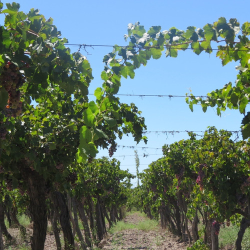 Imagen 4 de 7 de Vendo Finca 10 Ha Con Viñedos Atuel Norte-san Rafael-mendoza