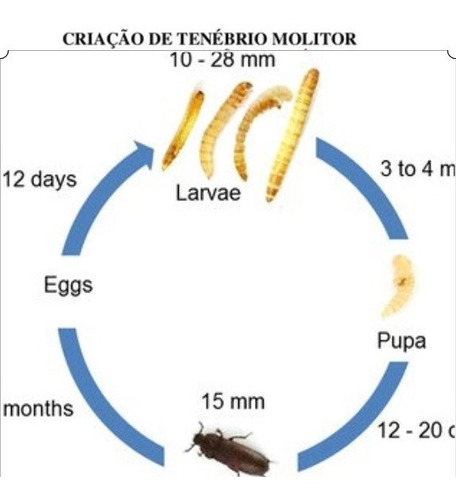 Imagem 5 de 7 de 2.000 Larvas De Tenébrio Molitor/comum Vivas
