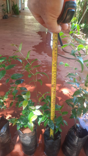 Imagen 3 de 9 de Pitanga Planta H E R Mo S A - E. Gratis Amba