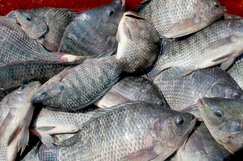 Corrida Financiera Para Producción De Tilapia