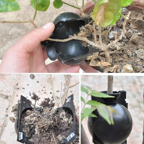 Kit Bolas De Enraizamiento Alta Presión De Plantas Injertos