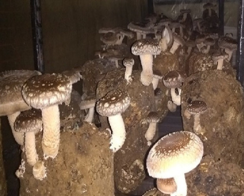 Imagen 1 de 4 de Hongo Shiitake Fresco Y Deshidratado - kg a $36667