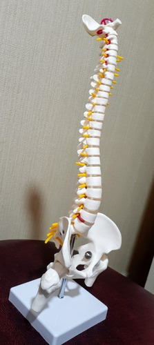 Imagen 9 de 10 de Columna Vertebral 45 Cm Modelo Anatómico Enseñanzasantiago