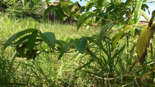 Ótimo Terreno Murado Lado Praia Em Itanhaém - 5083 | Npc