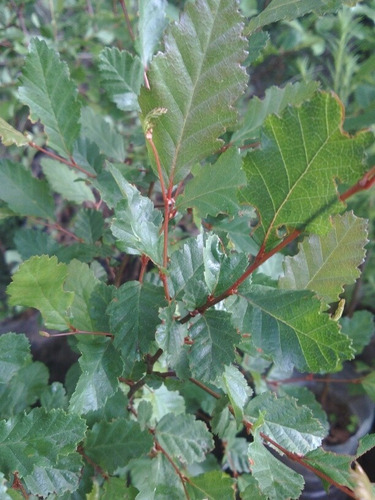 Plantas De Coihue Nativa Patagónica