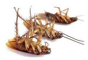 Exterminador De Cucarachas Y Demas Insectos Rastreros 100%